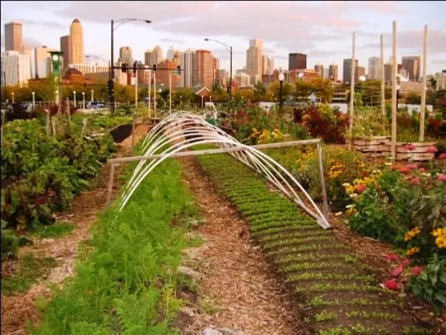 urbanfarm.webp