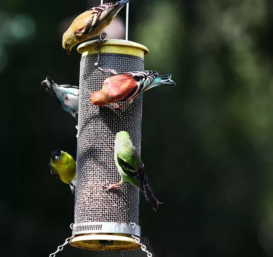 636px-backyard_bird_feeder_3342581902_.webp