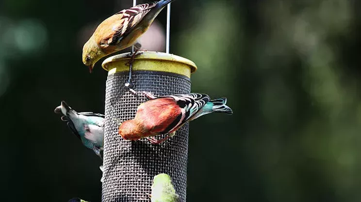 Image: Attracting Backyard Birds