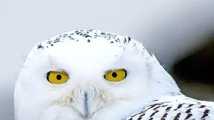 Image: Bill Curry: Bird is a Verb&mdash;A Photographic Look at Birds and their Habitat