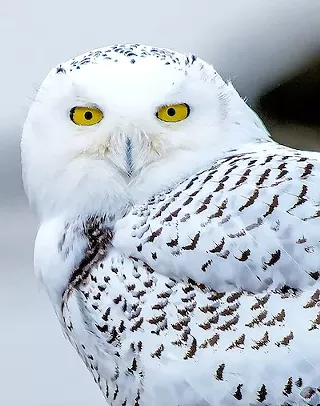 Image: Bill Curry: Bird is a Verb&mdash;A Photographic Look at Birds and their Habitat