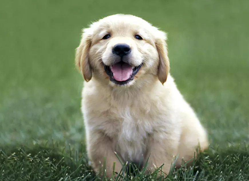 golden-retriever-puppies.webp