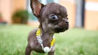 Image: Dog Show