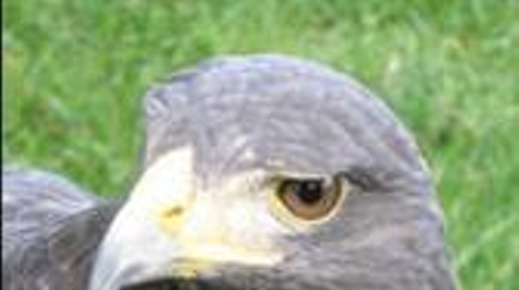 falconry introduced as new sport