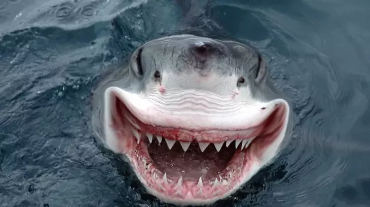 Image: For the Love of Sharks: Of People and Sharks