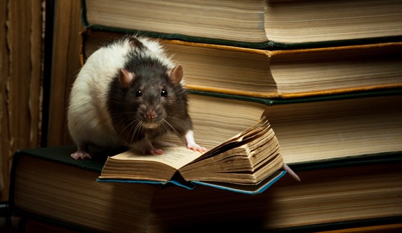 Get yer learn on, rat style.