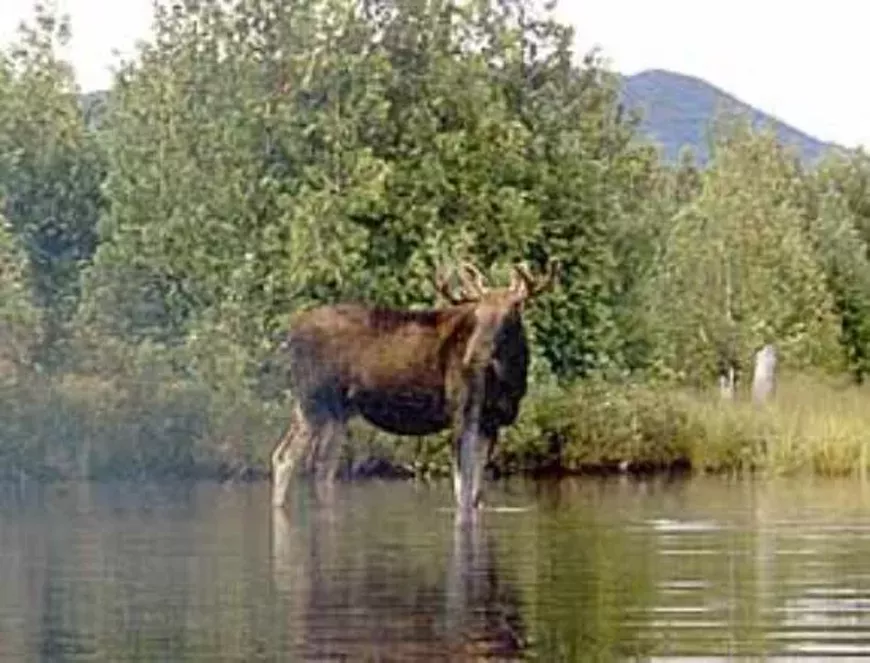 moose-country-safaris.webp
