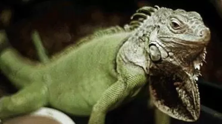 Image: Halifax Reptile Expo