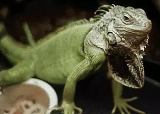 Image: Halifax Reptile Expo