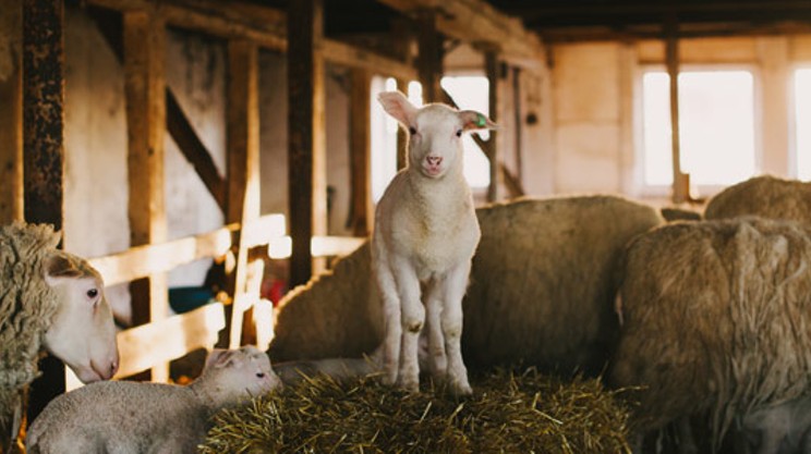 Sheep preview: Meet Harrier Hill farm