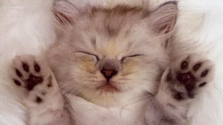 Image: "Here Kitty Kitty" Cat Video Festival