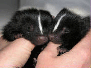 Image: Hope For Wildlife Society Annual Open House
