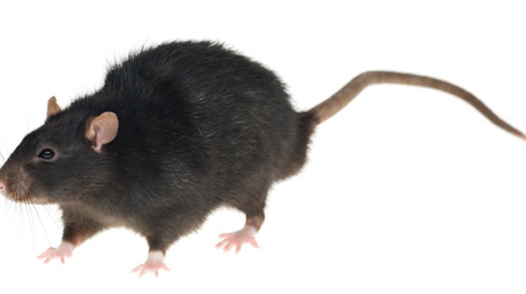 If you do have rats: seal off foodstuffs, wipe down surfaces and call pest control. Fight the infestation early and aggressively enough and you may have a chance.