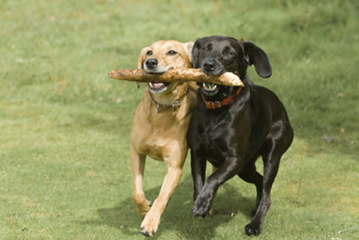 Image: Proposed Off Leash Fenced Dog Park Meeting