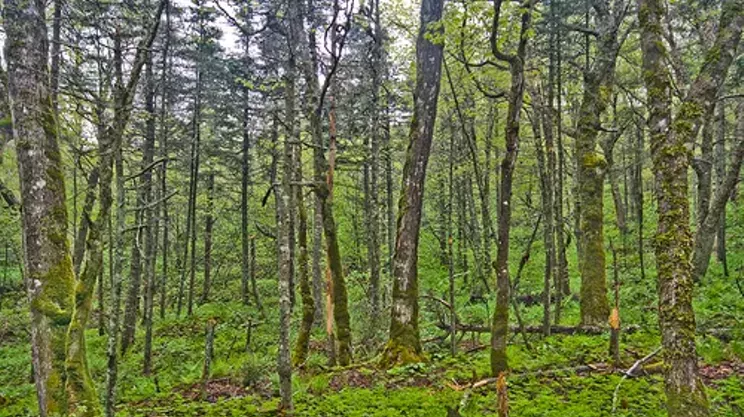 Image: Rally for our Forests