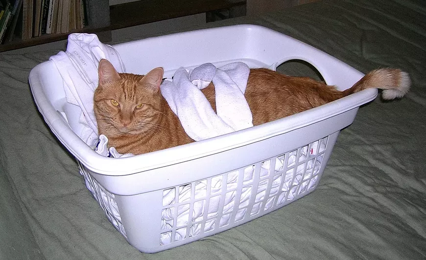 laundry-cat.webp