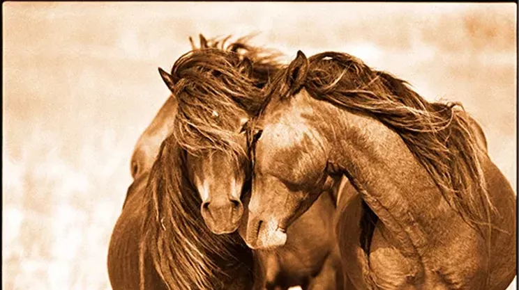 Image: Roberto Dutesco: The Wild Horses of Sable Island