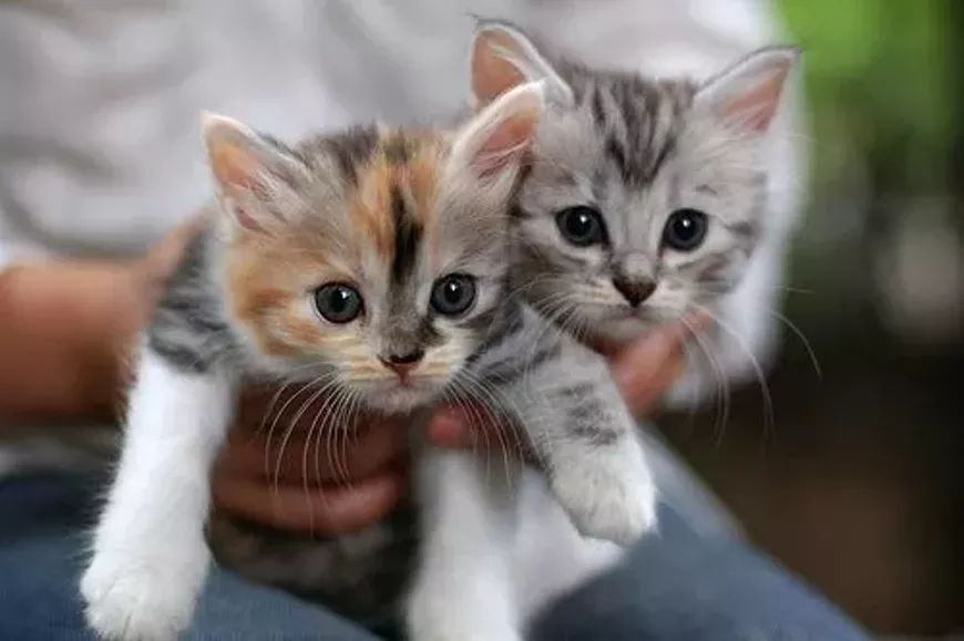 cutest-kittens-500.webp