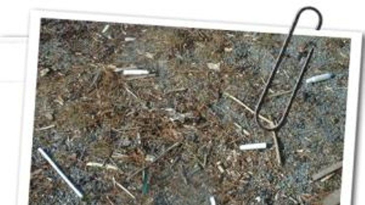 The Northwest Arm seawall is a tampon-applicator-littered mess.