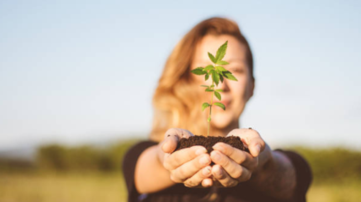 Image: Halifax Connect with Cannabis 2017