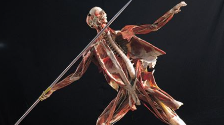 Image: Body Worlds Rx Official Opening