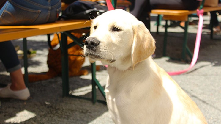 Pets and pints: Navigating the grey area around bringing your dog to the patio