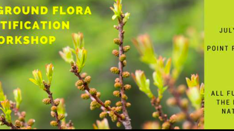 Tree & Ground Flora Identification Workshop