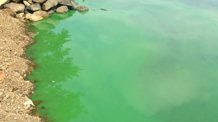 Algae a blooming problem in Nova Scotia lakes