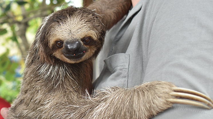 Take it slow with Lilo the sloth
