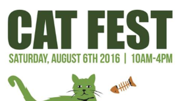 Image: Cat Fest