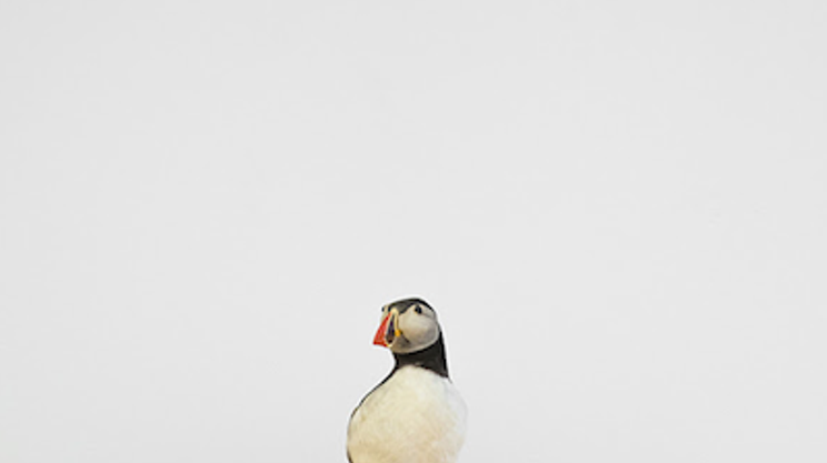 Image: 42%