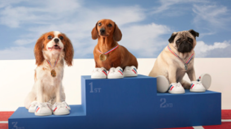 Image: Halifax Kennel Club's 300th show