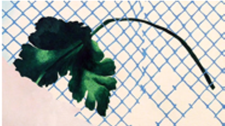 Image: Flower Paintings
