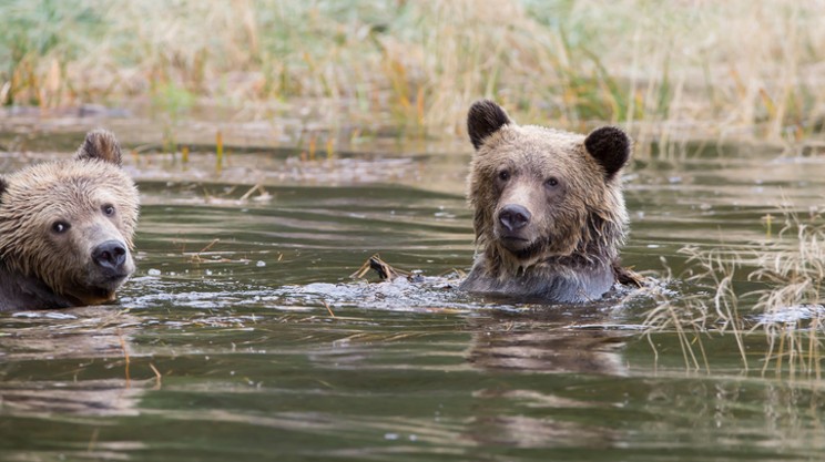 SCIENCE MATTERS: The grisly truth about B.C.’s grizzly trophy hunt