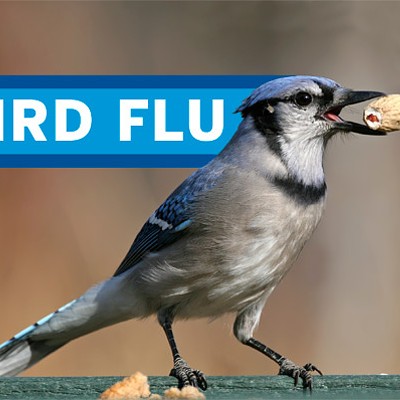 Catch Bird Flu—our Blue Jays playoff podcast