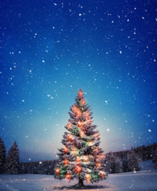 Halifax Christmas Tree Lighting