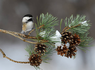 Image: Christmas Bird Count