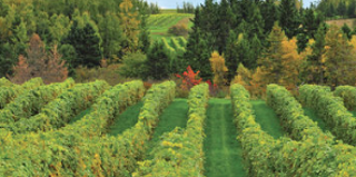 Image: Jost Vineyards Harvest Festival