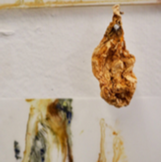 Image: Works by Zo&euml; Newell