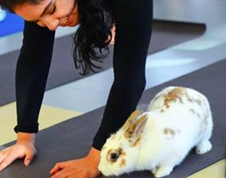 Image: Bunny yoga