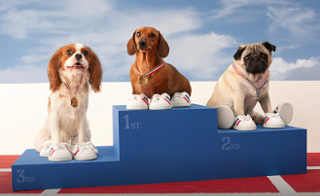 Image: Halifax Kennel Club's 300th show
