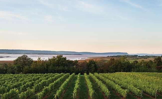 You can visit Lightfoot and Wolfville Vineyards in person or virtually.