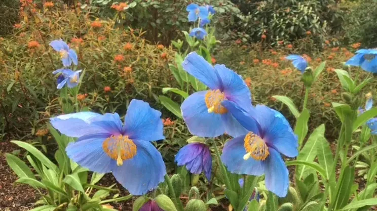 Image: Capt. Dick Steele Lecture 2025, &ldquo;Meconopsis and other Himalayan Plants&rdquo;