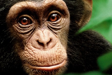 Chimpanzee straddles a line between drama and documentary