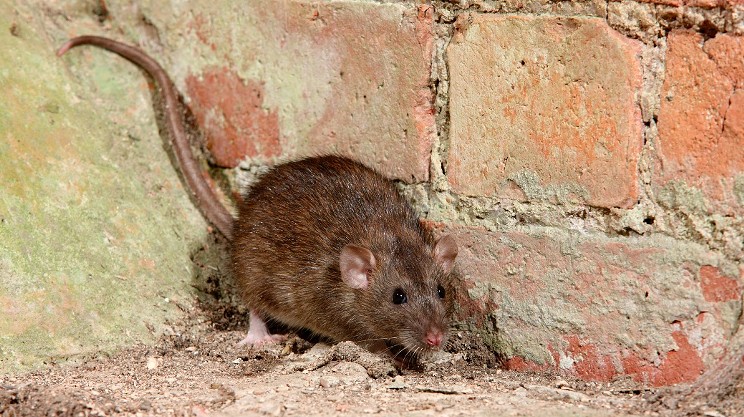City council to look into Halifax’s rat problem