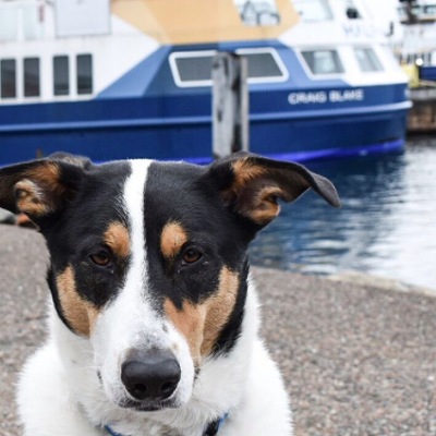 Ferry dog bother: Councillor wants to let canines cross the harbour