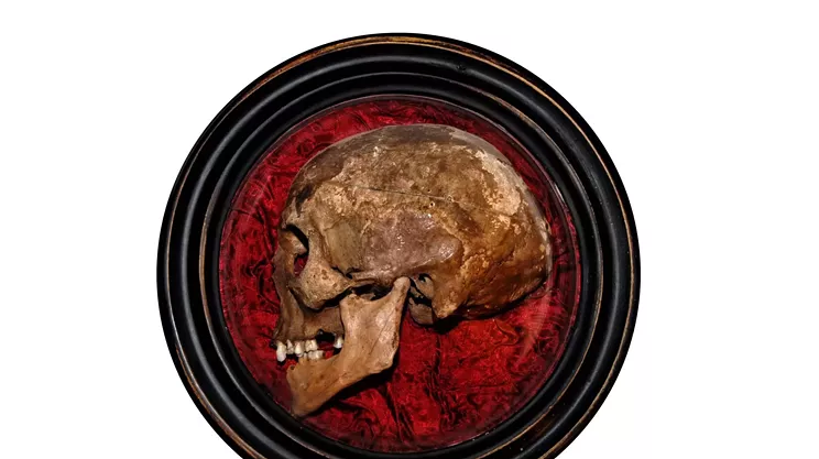 Image: Halifax Oddities & Curiosities Show