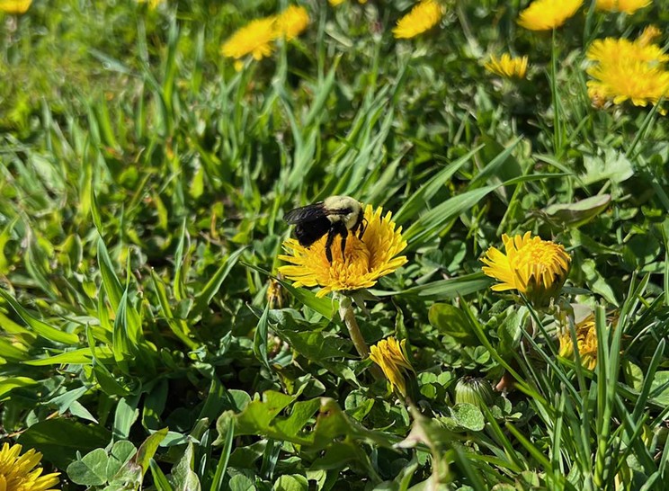 City hall isn't officially doing No Mow May, but this bee could still enjoy a dandelion on the Halifax Common Wednesday morning.