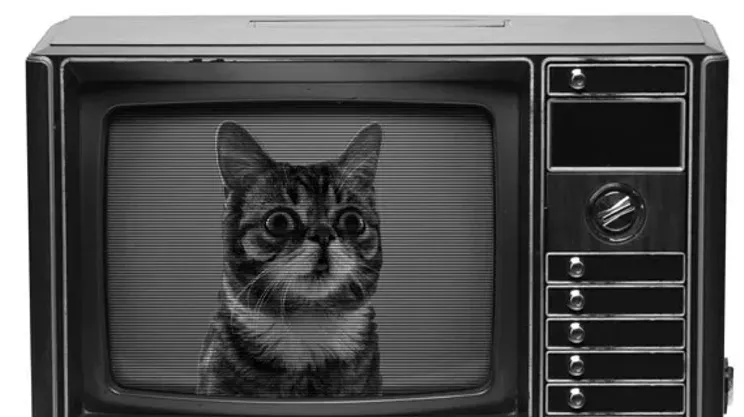Image: Meow Flicks