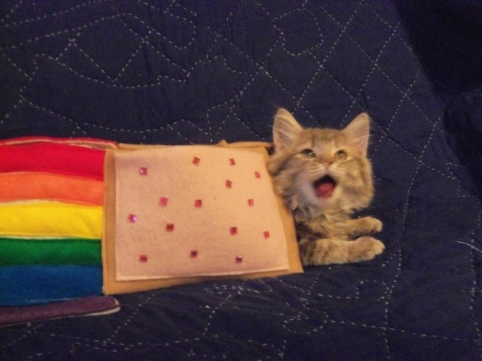 Nyan Cat flies into Halifax on a pop tart rainbow